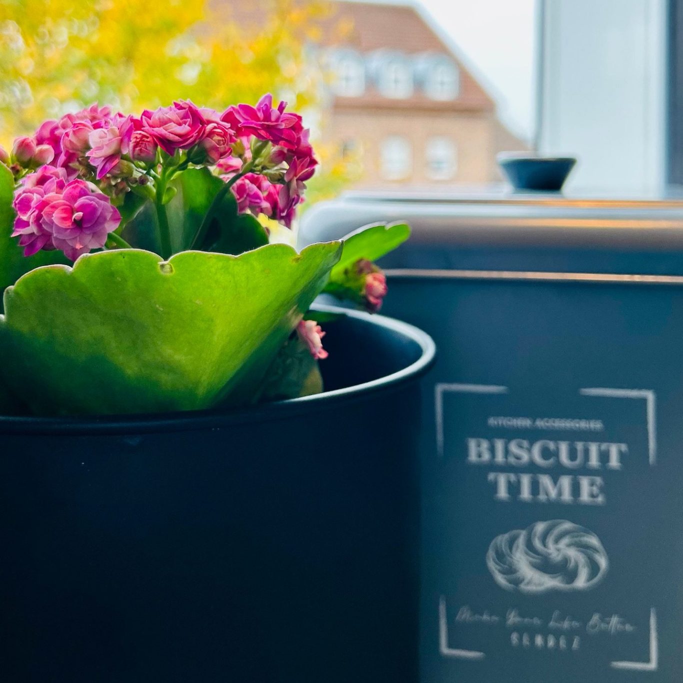Ferien - Biscuit Time Blumentopf mit pinken Blumen neben einer schwarzen Keksdose mit der Aufschrift "BISCUIT TIME".